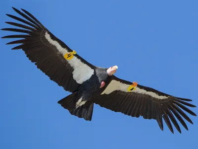 Wiki Nature - Андский кондор. А́ндский кондор (лат. Vultur gryphus) — птица  из семейства американских грифов, единственный современный представитель  монотипичного рода кондоров (Vultur). Распространён в Андах и на  тихоокеанском побережье Южной Америки.