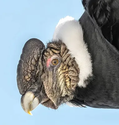 Андского Кондора (Vultur Gryphus) Сидит На Мирадор Крус-дель-Кондор В  Каньон Колка, Перу. Андский Кондор Является Крупнейшим Летающий Птица В  Мире Путем Комбинированного Измерения Веса И Размах Крыльев Фотография,  картинки, изображения и сток-фотография