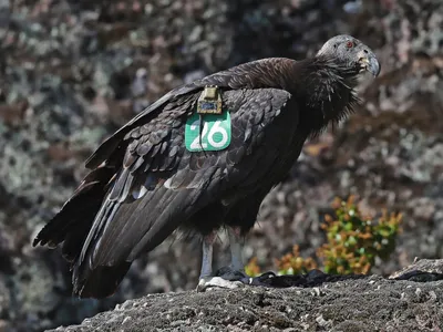 Калифорнийский кондор - eBird