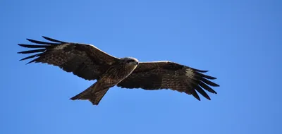 Черный коршун (Milvus migrans) - Приокско-Террасный государственный  природный биосферный заповедник