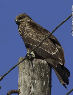 Любители птиц - Браминский #коршун / Brahminy #kite (лат. Haliastur indus)  — это средних размеров хищная птица из семейства ястребиных, куда также  входит множество других дневных хищных птиц, таких как орлы, сарычи,