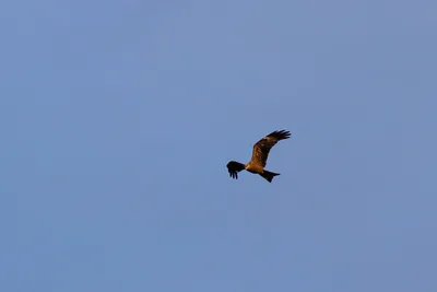 Любители птиц - Красный #коршун / Red #kite (лат. Milvus milvus) — среднего  размера хищная птица из семейства ястребиных, обитающая в Европе, на  Кавказе, в Иране, Малой Азии и на северо-западе Африки.