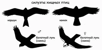 Чёрный коршун (Milvus migrans). Птицы Европейской России.