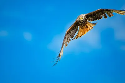 Коршун на охоте. (Milvus migrans). Photographer Aleksandr Shipilenko