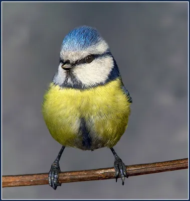 Обыкновенная лазоревка (Cyanistes caeruleus). Птицы Европейской России.