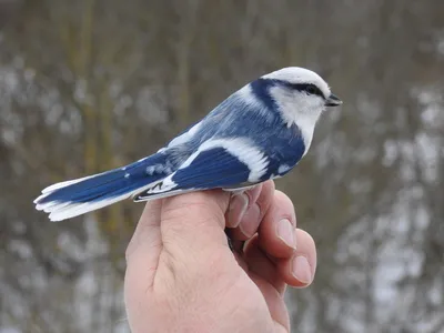 Фотокаталог птиц: Обыкновенная лазоревка (Cyanistes caeruleus)