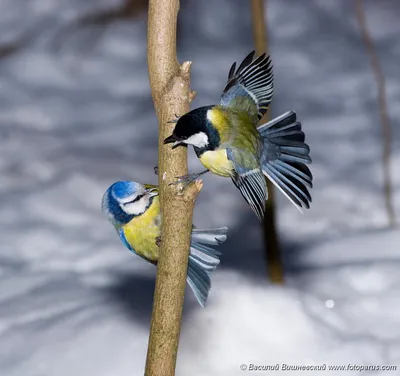 Синица лазоревка: описание породы птиц, внешний вид и фото птицы | ZOODOM
