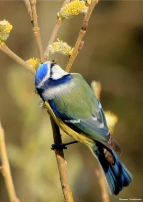 Синица птица картинка - 70 фото