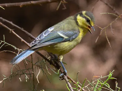 Московка (Periparus ater)