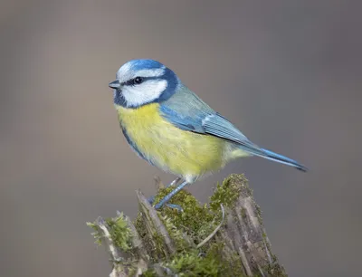 Африканская лазоревка - eBird