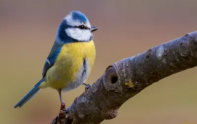 Птичка синичка - 72 фото