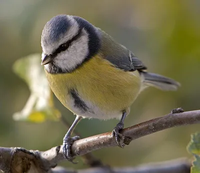 Лазоревка подробная информация | Голоса и фотографии птиц