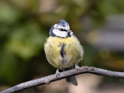 Белая лазоревка (Parus cyanus). Птицы Сибири.