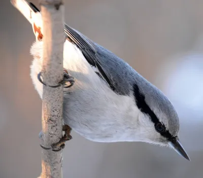 Фото животных: Поползень обыкновенный. Андрей Шварев. - ANIMAL PHOTO