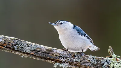 Поползень sitta europaea — вид воробьиных птиц семейства сидячих. | Премиум  Фото