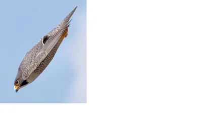 Сокол Сапсан птица - 31 фото: смотреть онлайн