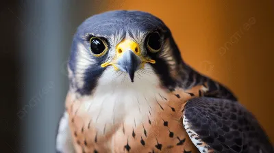 Сапсан - хищная птица - бортовой портрет Стоковое Фото - изображение  насчитывающей звероловство, намёт: 43638474