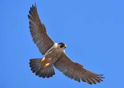 сапсан птица - Поиск в Google | Falco peregrinus, Aguila, Volar
