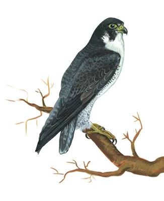 Сапсан на утесе Хищная птица, Peregrinus Falco Стоковое Фото - изображение  насчитывающей ангстрома, быстрый: 141979782