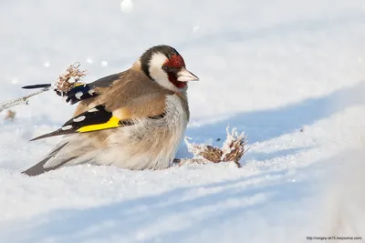 Щегол - eBird