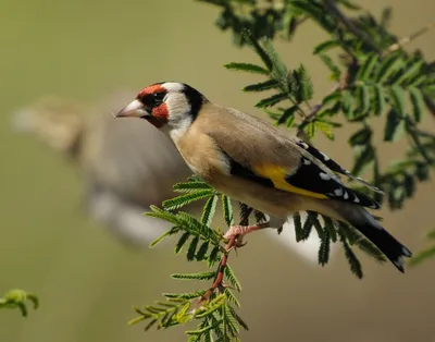 Седоголовый щегол (Carduelis caniceps) | BirdWatch.by