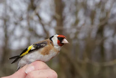 Щегол (Carduelis carduelis)