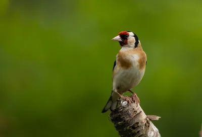 Щегол - eBird