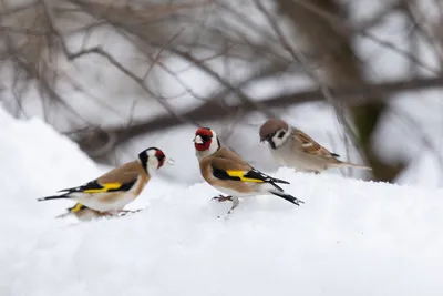 Красивое пение щегла - Goldfinch singing - ΚΑΡΔΕΡΙΝΑΣ ΕΚΠΑΙΔΕΥΤΙΚΟ - YouTube