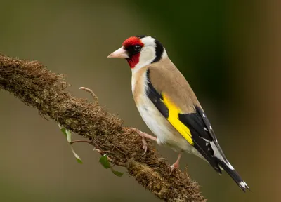 Щегол черноголовый (Carduelis carduelis)