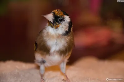 Щегол (Carduelis carduelis) European Goldfinch - Вьюрковые (Fringillidae) -  Воробьеобразные Passeriformes - Классификатор птиц Таганрога и  Неклиновского района - Птицы Ростовской обл.В основе-Птицы  Таганрога/Некл.р-на