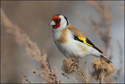 Европейский щегол щегла Goldfinch. Птица рано утром на стебли растений и  ест семена Стоковое Фото - изображение насчитывающей биографической,  одичало: 193226964