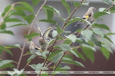 Европейский Щегол Carduelis Carduelis Птица Сидит На Лопухе Размещение  Текста — стоковые фотографии и другие картинки Без людей - iStock