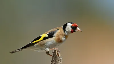 Щегол (Carduelis carduelis). Птицы Сибири.