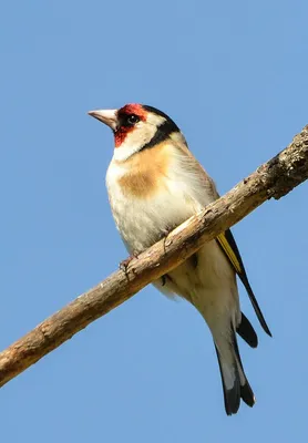 Goldfinch life - Birds of Russia - Movie 50 (Carduelis carduelis) - YouTube