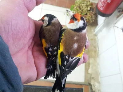 Европейский Щегол Carduelis Carduelis Птица Ест Семена Одуванчика —  стоковые фотографии и другие картинки Без людей - iStock