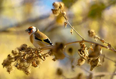 Европейский Щегол Carduelis Carduelis Птица Сидит На Ветке На Красивом  Зеленом Фоне — стоковые фотографии и другие картинки Без людей - iStock