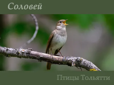 Индийский соловей птица - 71 фото