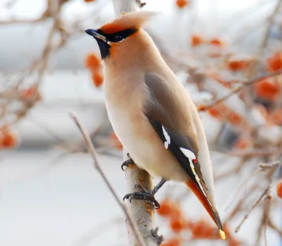 Свиристель (Bombycilla garrulus)