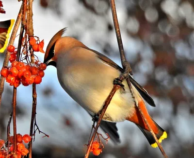 птица, крылья, свиристель, боке | World birds, Flower background images,  Birds