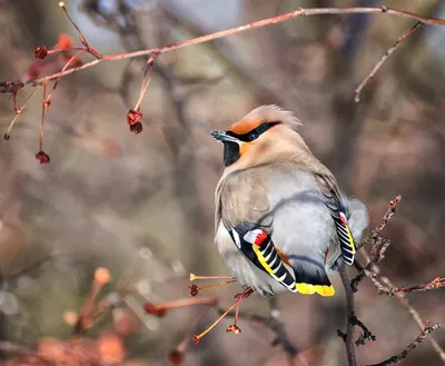 Waxwing Свиристель Птица - Бесплатное фото на Pixabay - Pixabay