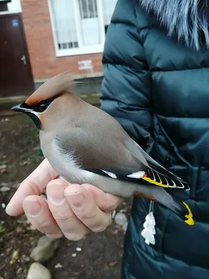 Свиристель на калине / фото :: птица :: Bombycilla garrulus :: калина ::  Свиристель / смешные картинки и другие приколы: комиксы, гиф анимация,  видео, лучший интеллектуальный юмор.