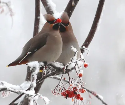 Свиристель (Bombycilla garrulus). Фотогалерея птиц. Фотографии птиц России,  Беларуси, Украины, Казахстана, Таджикистана, Азербайджана.