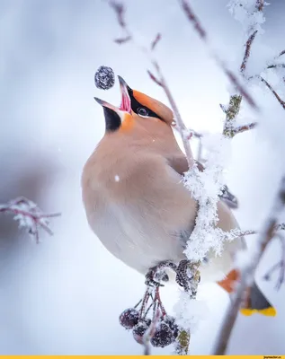 Свиристель фото птицы зимой картинка - 69 фото