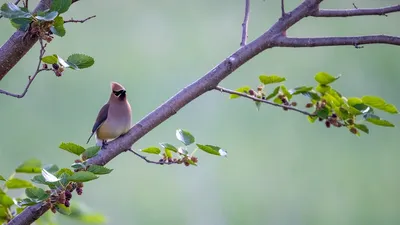 Птица Whistler сидит на ветви Стоковое Изображение - изображение  насчитывающей свиристель, птиц: 177444973