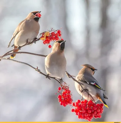 птица питается ягодами осенью, картинка кедрового свиристеля фон картинки и  Фото для бесплатной загрузки