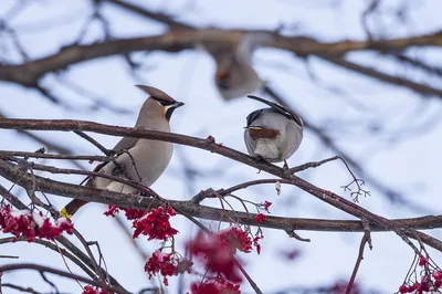 Прилетели свиристели - ANIMAL PHOTO