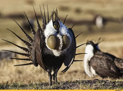 Луговой тетерев - eBird