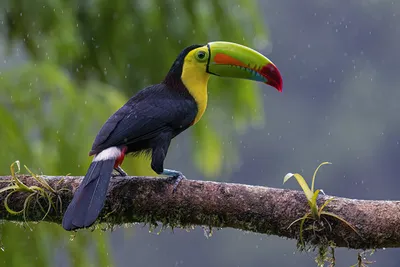 птица токо тукана, сидящая на ветке дерева в тропическом лесу Стоковое Фото  - изображение насчитывающей цветасто, естественно: 220657074