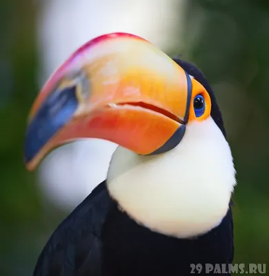 Забавная Птица Тукан — стоковые фотографии и другие картинки Бразилия -  Бразилия, Веселье, Влажный тропический лес - iStock