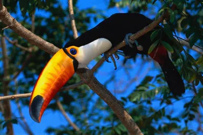 Скачать 1920x1080 тукан, тропическая птица, клюв, разноцветный обои,  картинки full hd, hdtv, fhd, 1080p